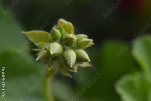 Fototapeta Naklejka Na Ścianę i Meble -  Buds of geranium close-up on a green background in high resolution