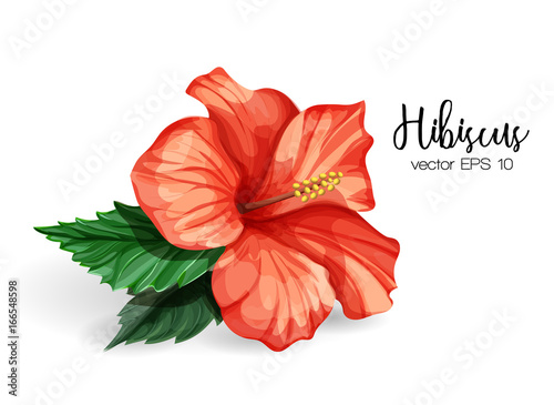 vector realistic red color hibiscus isolated