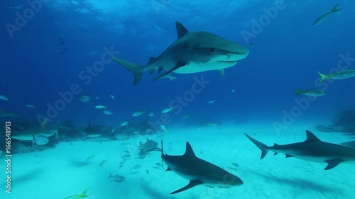 Wallpaper Mural Sharks and fish swim in Atlantic Ocean, POV Torontodigital.ca