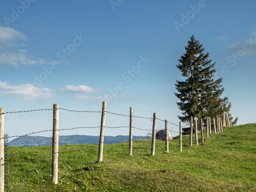 Pasture with fence and fir