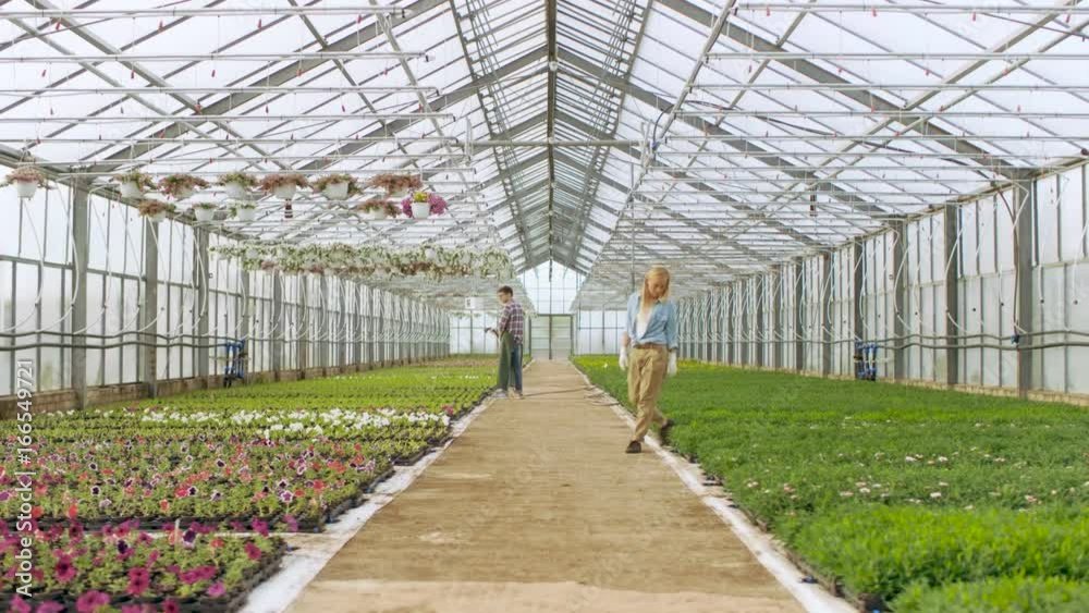 Elevated Shot in a Sunny Industrial Greenhouse Where Gardeners Water Flowers and Plants With Hosepipe and Arrange, Sort and Check their Quality. Shot on RED EPIC-W 8K Helium Cinema Camera. Elevated Shot in a Sunny Industrial Greenhouse Where Gardeners Water Flowers and Plants With Hosepipe and Arrange, Sort and Check their Quality. Shot on RED EPIC-W 8K Helium Cinema Camera.