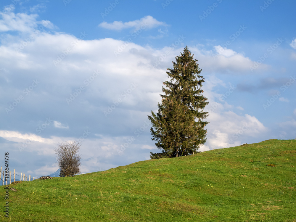 Fototapeta premium Pasture with single fir on hill