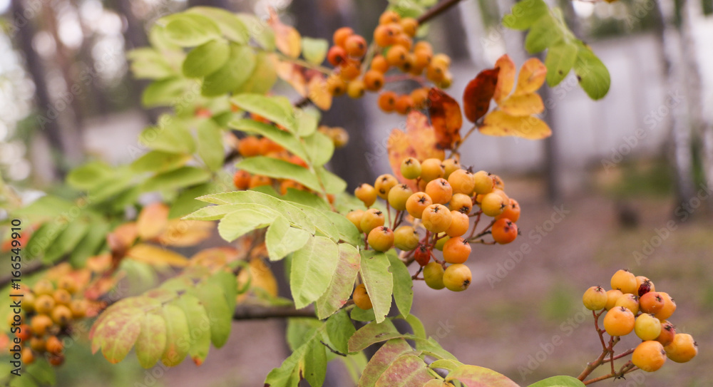Branches of rowan with bright yellow and red autumn leaves and berries Branches of rowan with bright yellow and red autumn leaves and berries