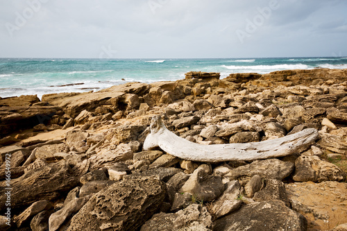  in south africa    branch dead  tree coastline photo