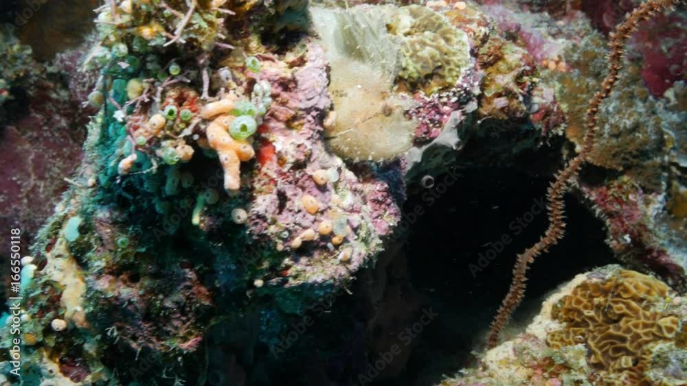 White frogfish on reef, close up White frogfish on reef, close up