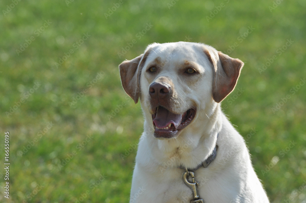 Yellow Lab dog closeup Yellow Lab dog closeup