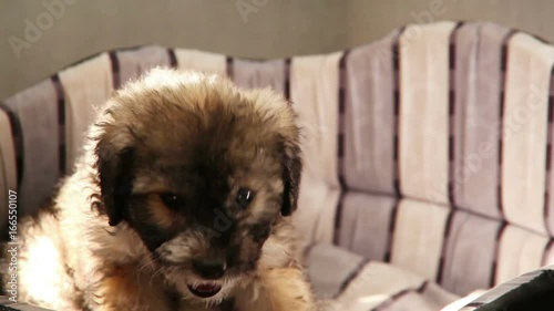 Hairy little funny puppy chews something vigorously photo