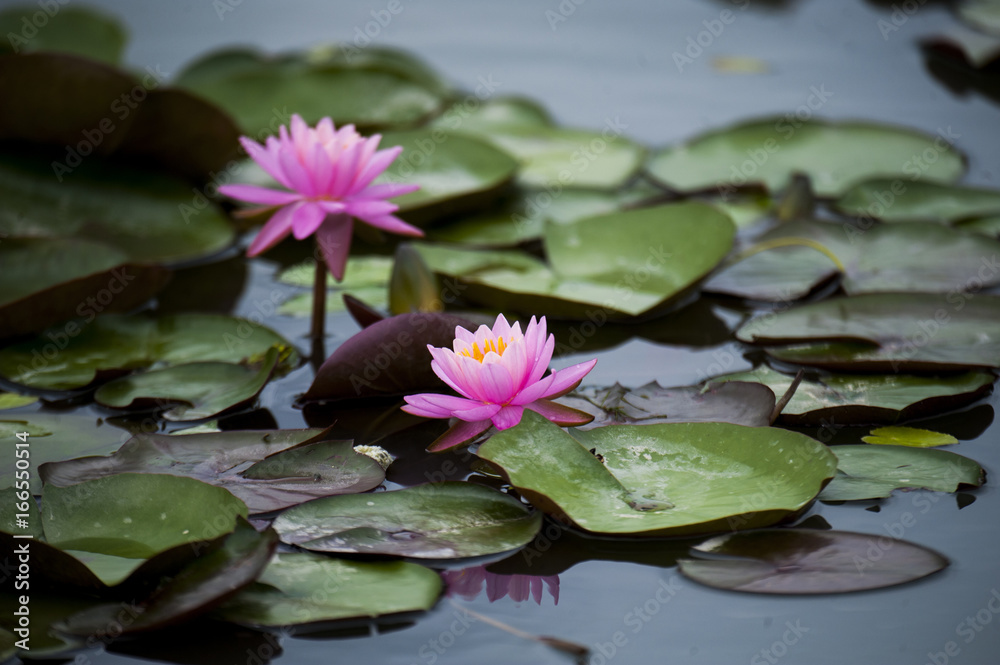 Blooming pink lotus Blooming pink lotus