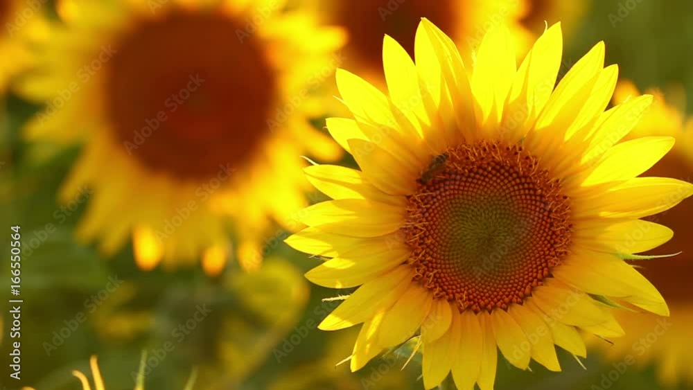 Amazing beauty of sunflower field with bright sunlight on flowers Amazing beauty of sunflower field with bright sunlight on flowers