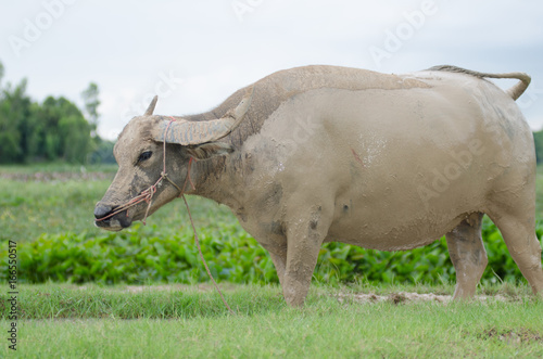 .Buffalo play muck loosen. happily