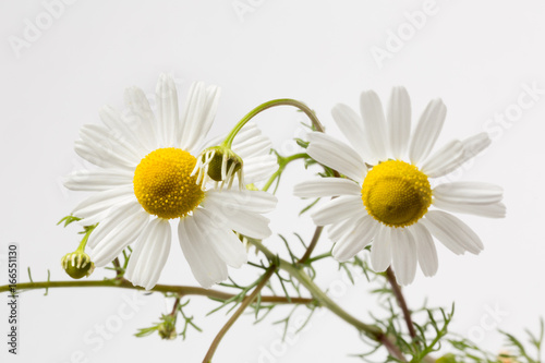 Two camomile flowers attached to each other  white background