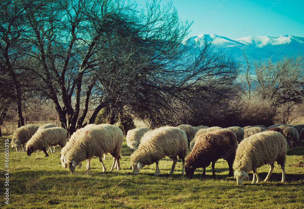 Fototapeta premium Photo depicting a group of sheep graze on a green grass in a mountain peaceful landscape. Healthy food farming concept. Europe.