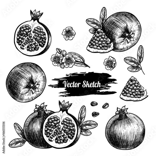 Vector pomegranate hand drawn sketch . Sketch vector  food illustration. Vintage style