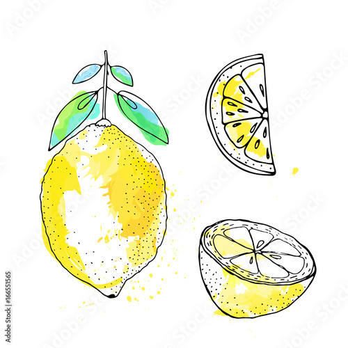 Sketch of lemon in ink, watercolor style
