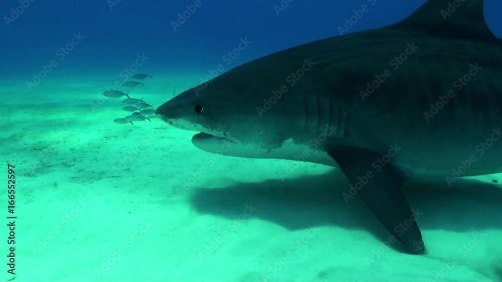 POV, tiger shark follows school of fish POV, tiger shark follows school of fish