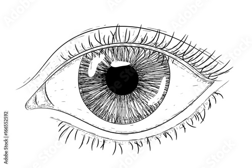 Woman eye. Hand drawn sketch. Vector illustration isolated on white background