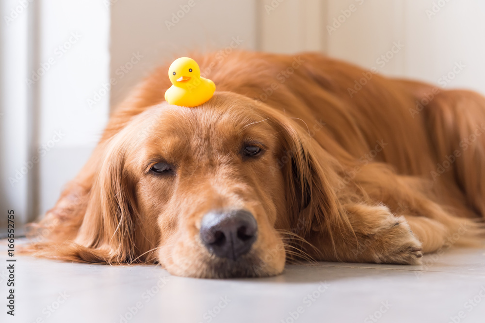 golden retriever to lie on the ground golden retriever to lie on the ground