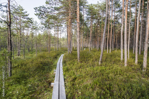 Swamp in Finland photo