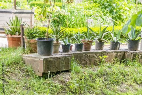 Pots with succulent ourdoors photo