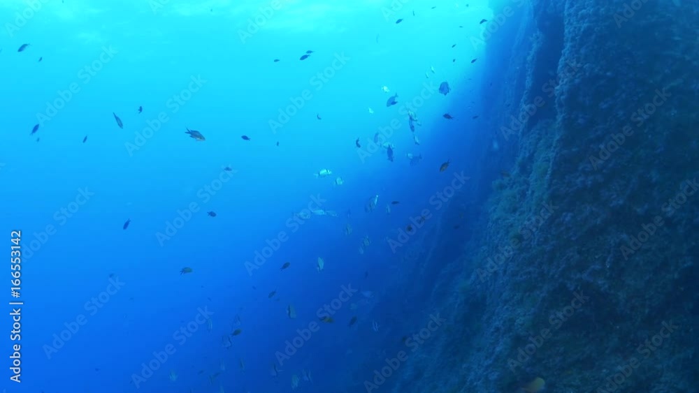 School of fish swim off sea ridge, Mediterranean Sea School of fish swim off sea ridge, Mediterranean Sea