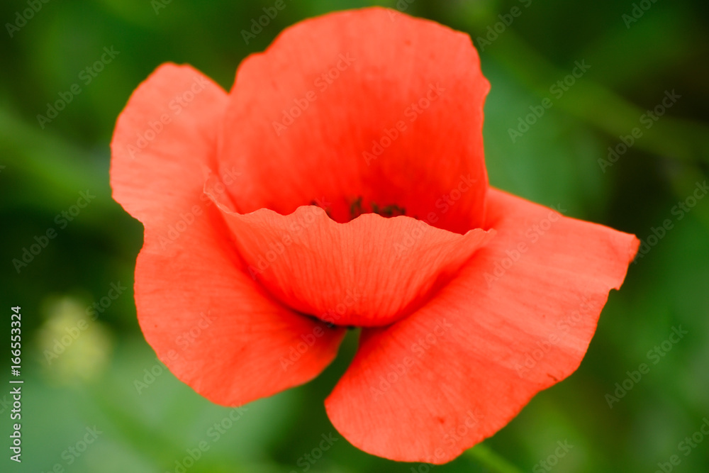 Fototapeta premium Klatschmohnblüte, q.