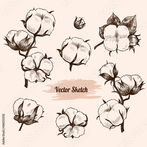 Vector cotton plant  hand drawn sketch. Vintage style