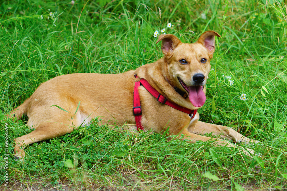 Smiling handsome ginger red dog on summer green grass with chamomiles flowers in park or field. Adventures pets travel concept. Selective focus, copy space, close up.