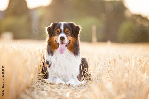 Hund Aussie liegt im Feld beim Sonnenuntergang im Stroh und Wald im Hintergrund