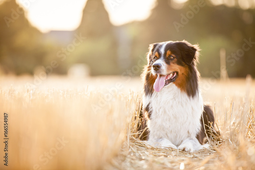 Hund liegt in einem Feld aus Stroh auf dem Boden und guckt zur Seite