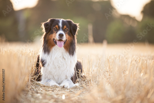 Hund Aussie liegt im Stroh beim Sonnenuntergang mit Strohballen und Wald im Hintergrund