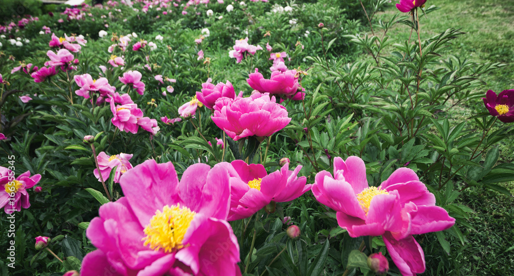 Peonie fucsia Peonie fucsia