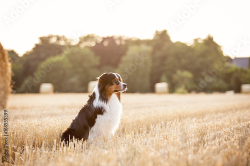Hund Australian Shepherd im Feld beim Sonnenuntergang mit Strohballen und Wald im Hintergrund