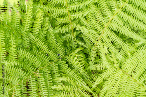 fern leaves green foliage natural floral fern background