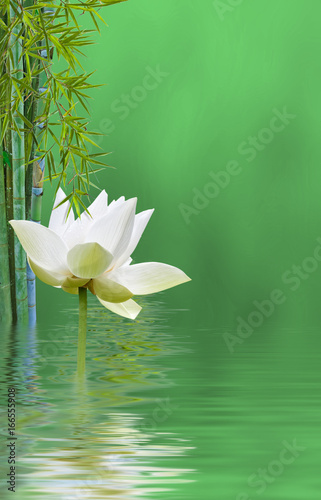  lotus et bambou, fond vert 