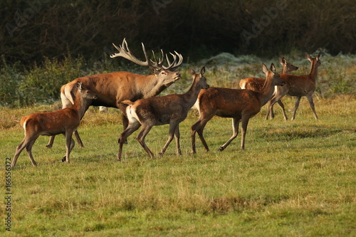 Big and beautiful red deer during the deer rut in the nature habitat in Czech Republic, european wildlife, wild europa, deer rut, Cervus elaphus.