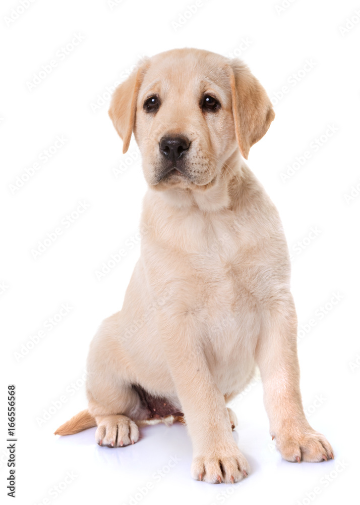 puppy labrador retriever