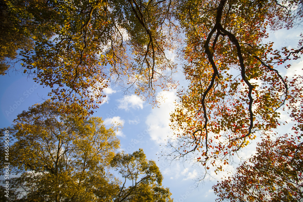 Obraz premium fall season with beautiful maple color at Nara Park, Japan
