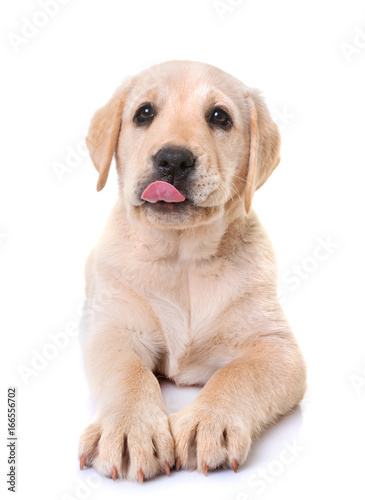 hungry puppy labrador retriever