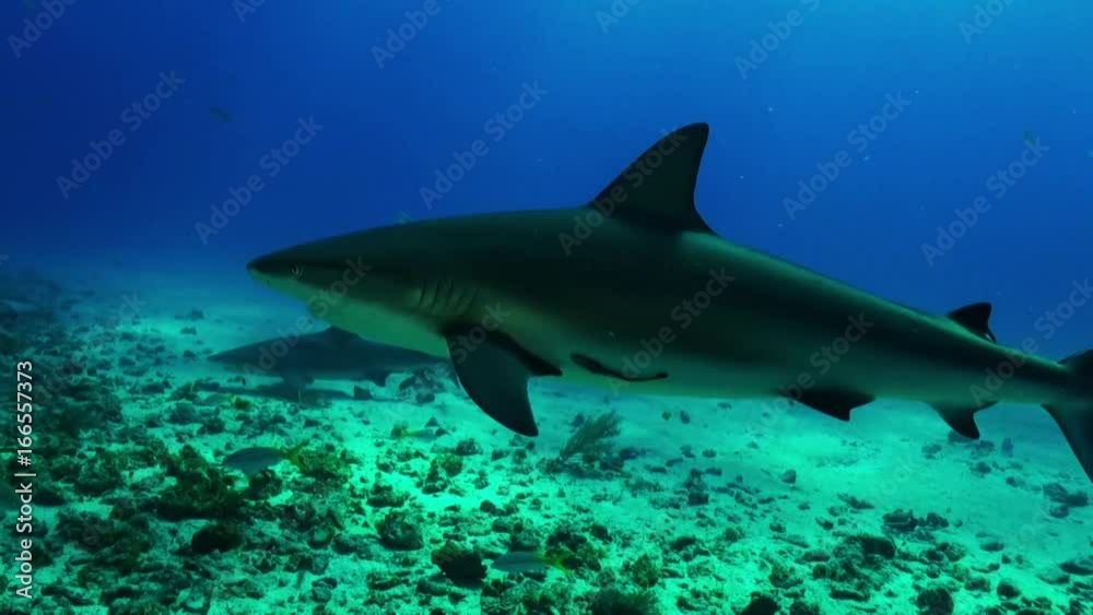 Shark joins others at Bahamas reef, POV