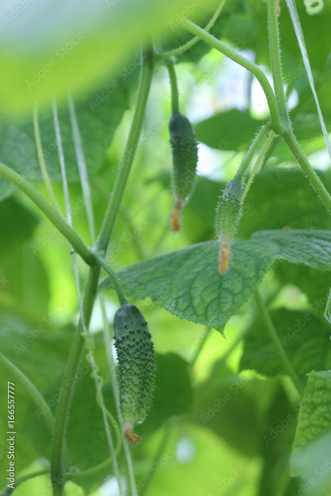 Growing cucumbers in a Greenhouse.
Growing cucumbers in a Greenhouse.