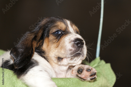 Pretty and gently Basset hound puppy © Jovica Varga