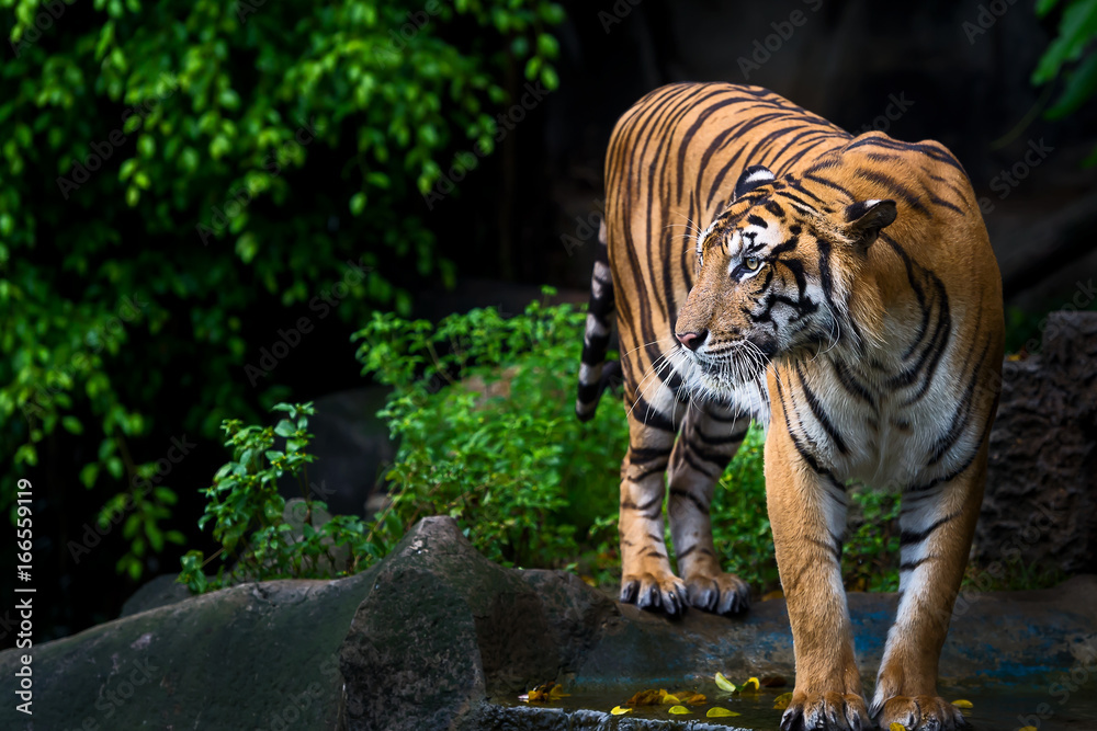 Obraz premium Close up tiger.