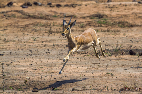 Common Impala in Kruger National park  South Africa