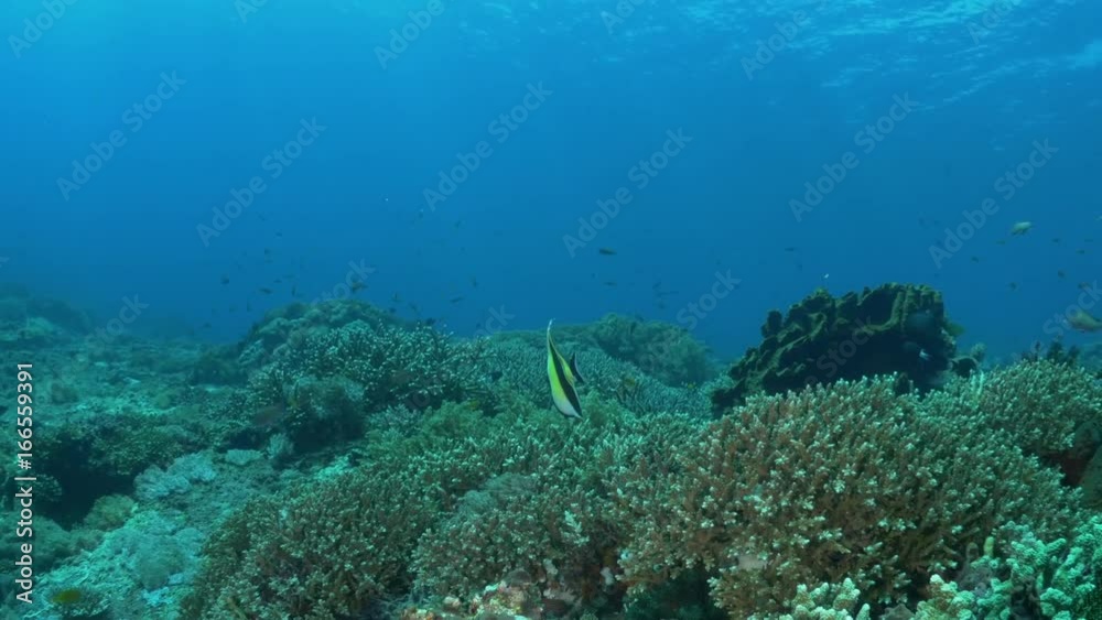 Moorish Idol swims by ocean floor, underwater POV Moorish Idol swims by ocean floor, underwater POV