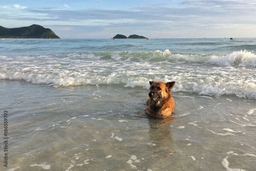 Dogs play happily in the sea
