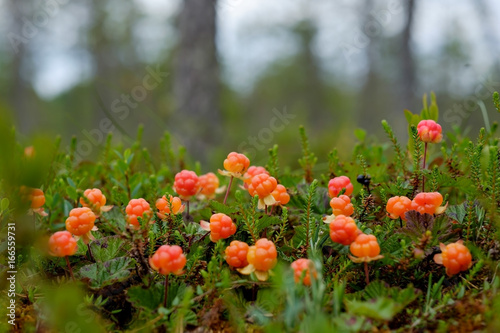 Cloudberry grow in the forest in Russia photo