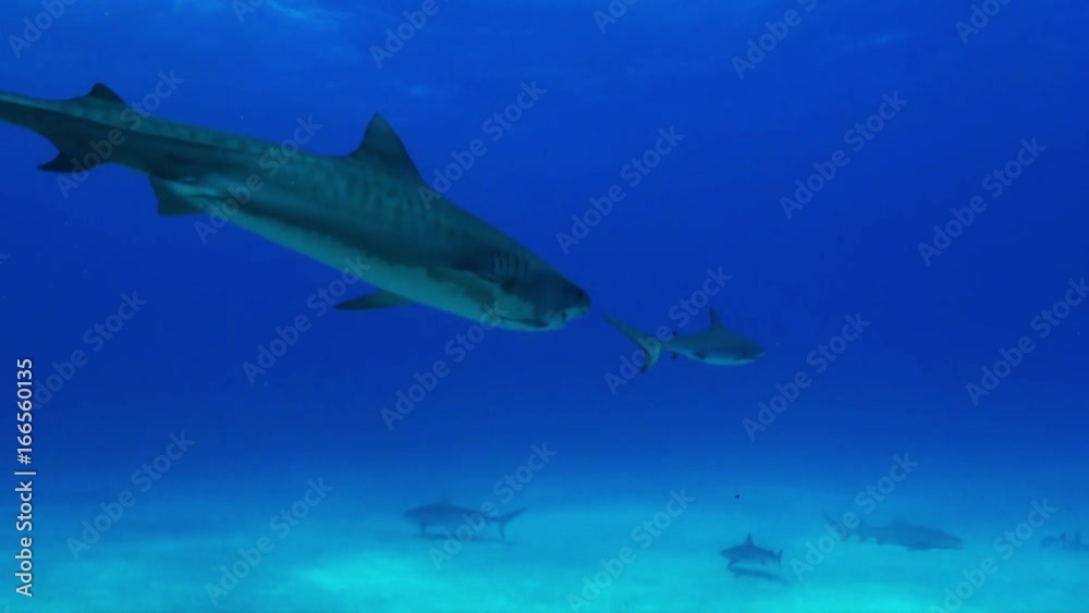 POV, tiger shark swims off Tiger Beach POV, tiger shark swims off Tiger Beach