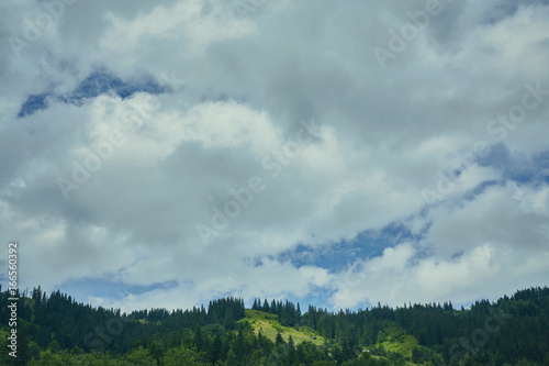 Forest in the mountains