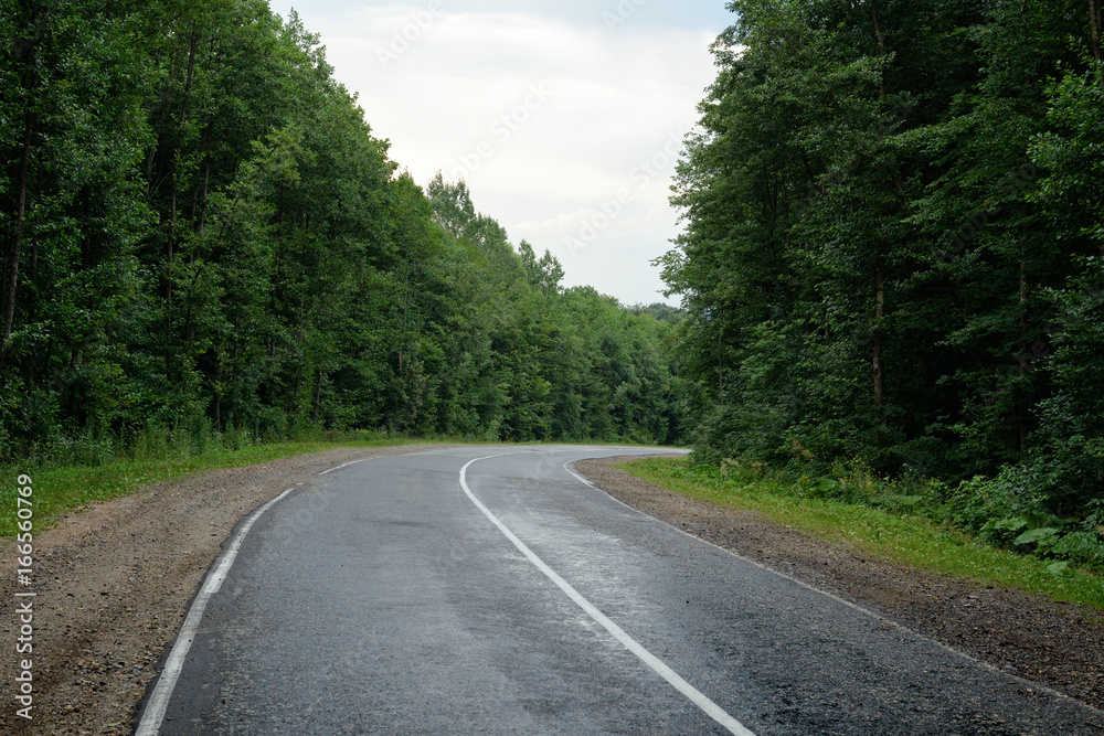 Road in forest