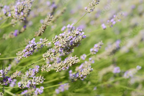 Lavender flowers closeup in sunny day